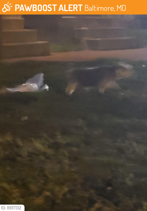 Found/Stray Male Dog last seen Parkton St, Baltimore, MD 21229