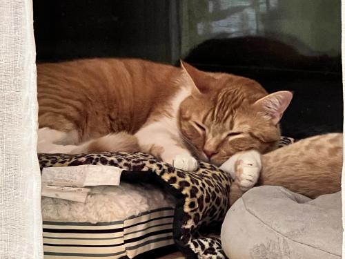 Lost Male Cat last seen Statecrest Dr/Hill Dr, Annandale, VA 22003