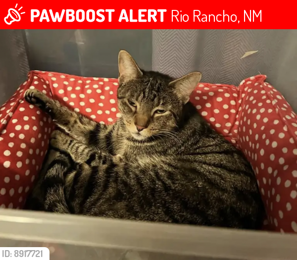 Lost Male Cat last seen Alberta Rd and NM 528, Rio Rancho, NM 87144