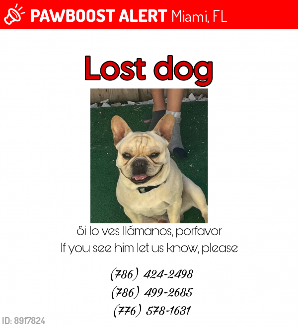 Lost Male Dog last seen Miller y 150 av, Miami, FL 33193