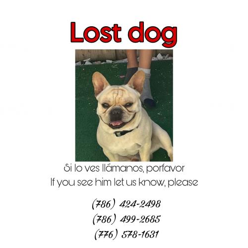 Lost Male Dog last seen Miller y 150 av, Miami, FL 33193