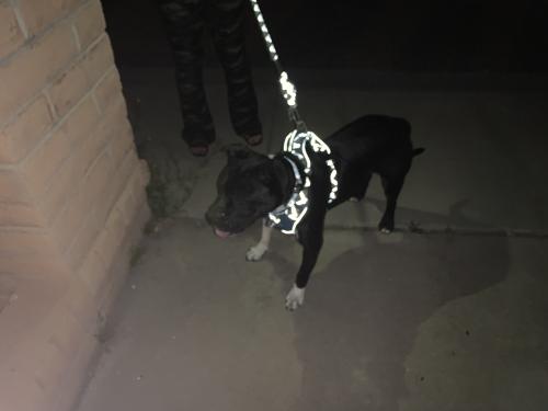 Found/Stray Male Dog last seen 47th ave cactus, Glendale, AZ 85304