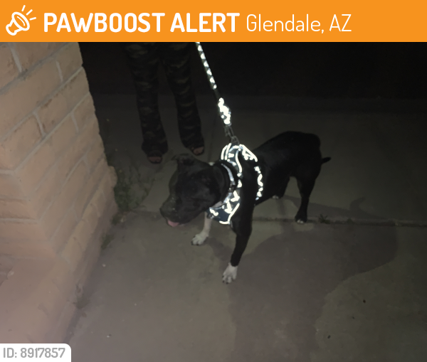 Found/Stray Male Dog last seen 47th ave cactus, Glendale, AZ 85304