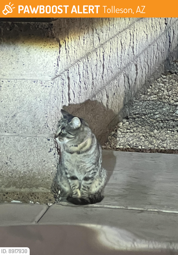 Found/Stray Unknown Cat last seen Near W Buckeye Road, Tolleson AZ , Tolleson, AZ 85353