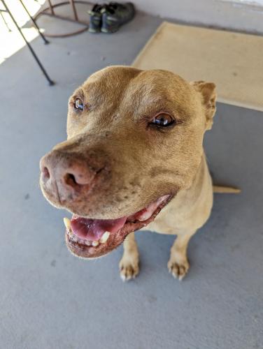 Found/Stray Male Dog last seen 23rd Ave and Osborne, Phoenix, AZ 85015