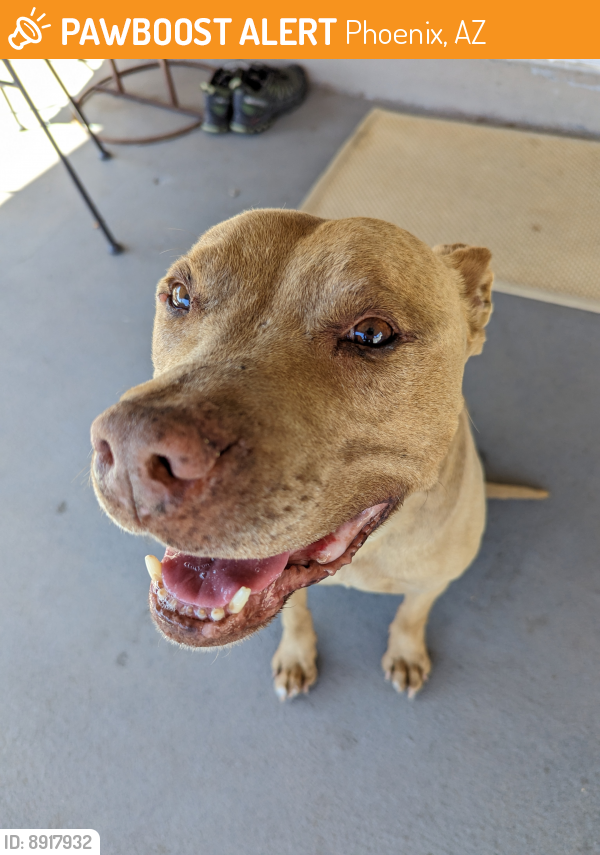 Found/Stray Male Dog last seen 23rd Ave and Osborne, Phoenix, AZ 85015