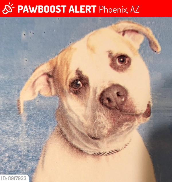Lost Male Dog last seen Grovers and 18dr, Phoenix, AZ 85023