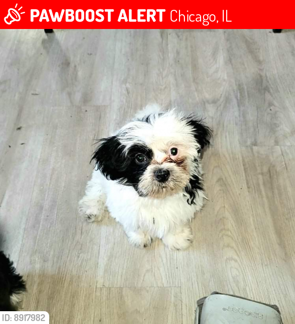 Lost Male Dog last seen 83rd st colfax, Chicago, IL 60617