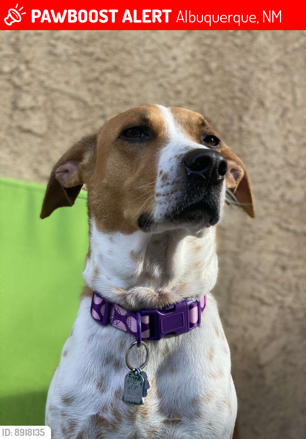 Albuquerque, NM Lost Female Dog, Gracie Is Missing PawBoost