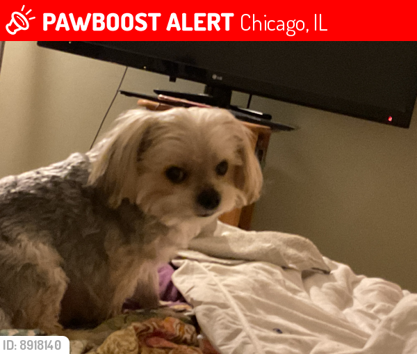 Lost Male Dog last seen Nottingham Avenue and Barry Avenue, Chicago, IL 60634