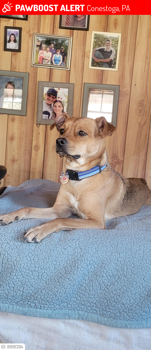 Conestoga, PA Lost Male Dog, ScoobyDoo Is Missing PawBoost