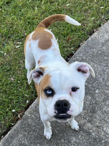 Found/Stray Female Dog last seen Alice Drive Sumter S.C., Sumter, SC 29150