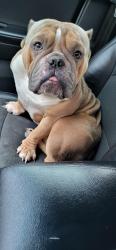 Reunited Male Dog last seen St Clair, East St. Louis, IL 62203