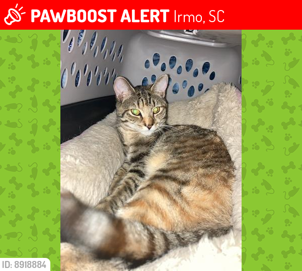 Lost Female Cat last seen Friarsgate Blvd. & Thames Valley Court , Irmo, SC 29063