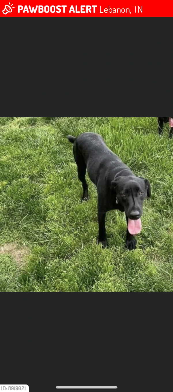 Lebanon, TN Lost Female Dog, Penelope Is Missing PawBoost