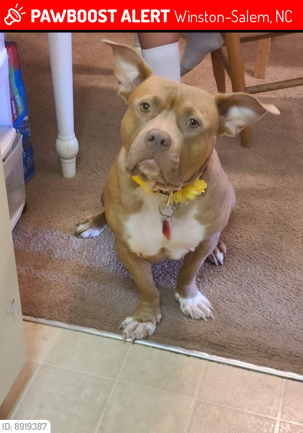 Lost Female Dog last seen Near S Main St, Winston-Salem , Winston-Salem, NC 27107