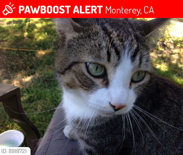 Lost Male Cat last seen Veterans Park Monterey CA, Monterey, CA 93940