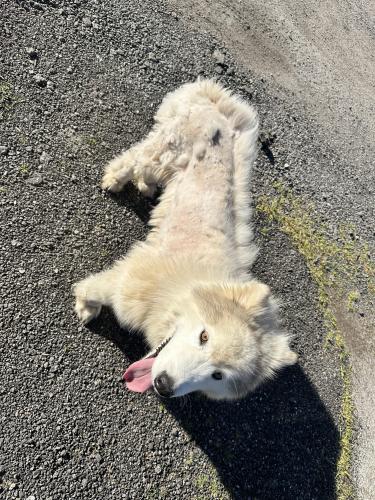 Found/Stray Unknown Dog last seen North brickyard rd Columbia sc, Columbia, SC 29223