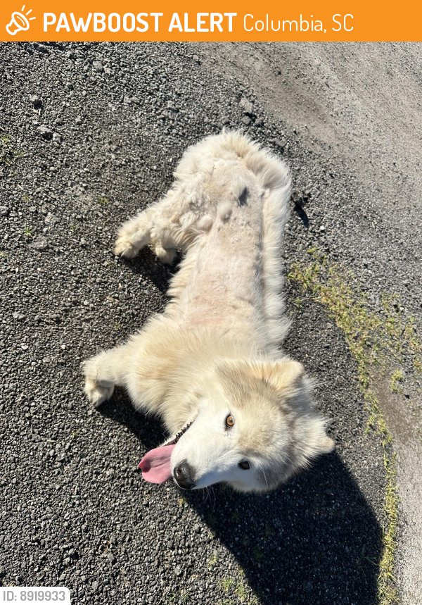 Found/Stray Unknown Dog last seen North brickyard rd Columbia sc, Columbia, SC 29223