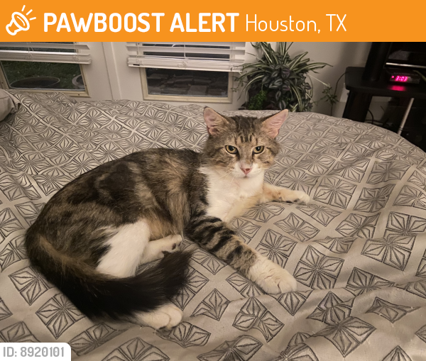 Found/Stray Male Cat last seen Near Willowgrove , Houston, TX 77035