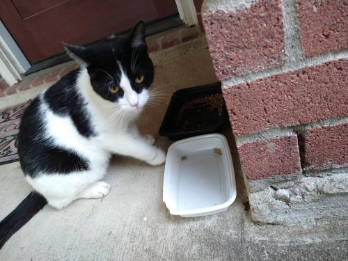 Found/Stray Male Cat last seen West Park and Westheimer place, Houston, TX 77082