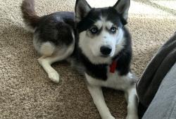 Reunited Female Dog last seen Bade and Prospect, Indianapolis, IN 46239