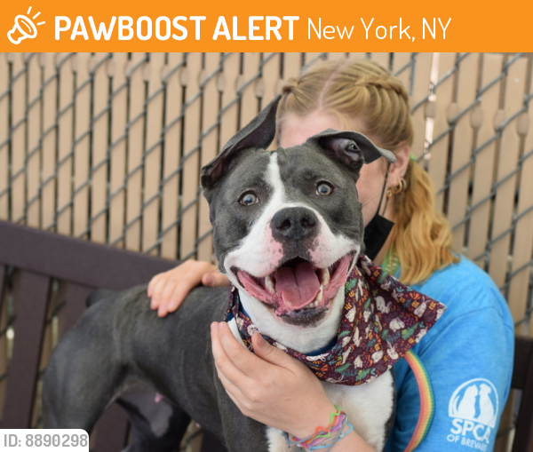 Shelter Stray Female Dog last seen Near Rockaway Avenue, BROOKLYN, NY, 11212, New York, NY 11208