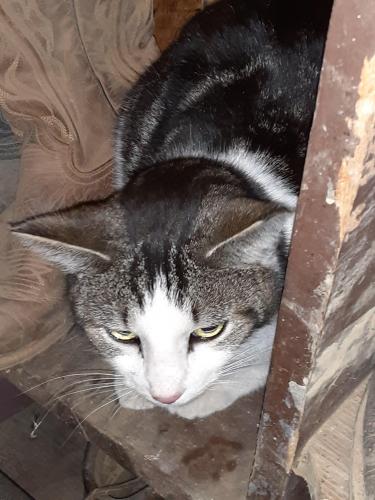 Lost Male Cat last seen Near Abbott Road , Elkview, WV 25071