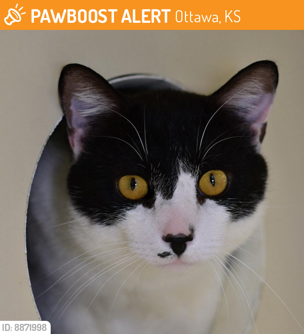 Shelter Stray Male Cat last seen , Ottawa, KS 66067