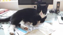 Lost Male Cat last seen Llansadurnen, Laugharne, Wales SA33 4RJ