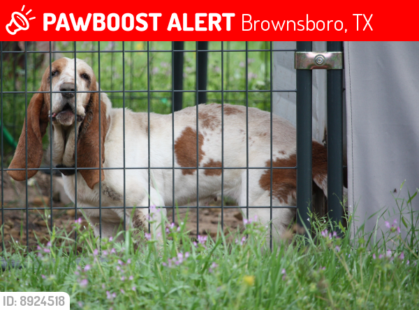 Lost Female Dog last seen Old Norwegian Cemetery, Brownsboro, TX 75756