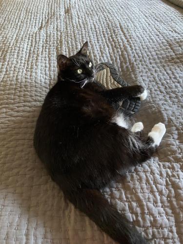 Lost Female Cat last seen wadsworth and court streets, Syracuse, NY 13208