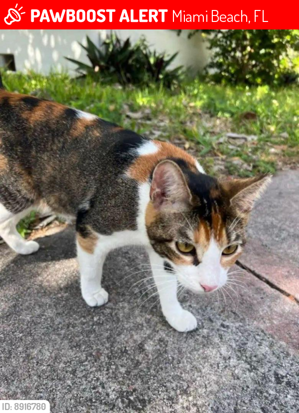 Lost Female Cat last seen Between Rue Versailles and Biarritz, Miami Beach, FL 33141