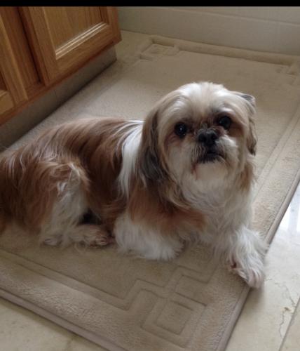 Lost Male Dog last seen Tierra Subida  and Cactus Drive West Palmdale, Palmdale, CA 93551