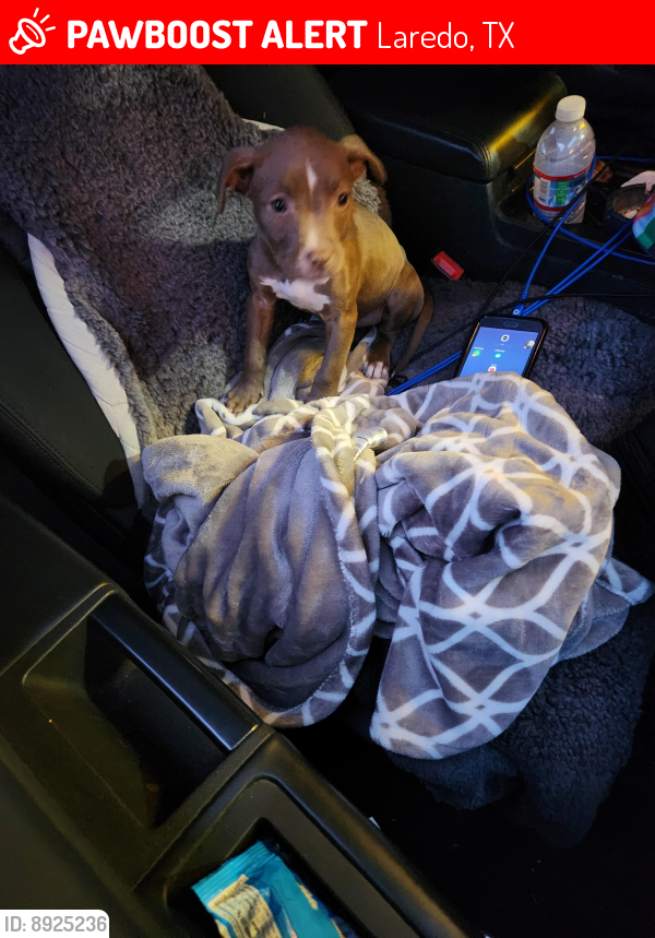 Lost Female Dog in Laredo, TX 78045 Named Mocha (ID 8925236) PawBoost