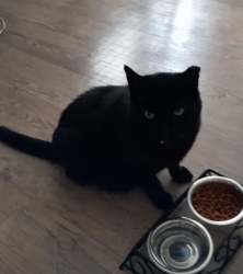 Lost Male Cat last seen Stephenson Rd & Scenic Hwy, Lithonia, GA 30058