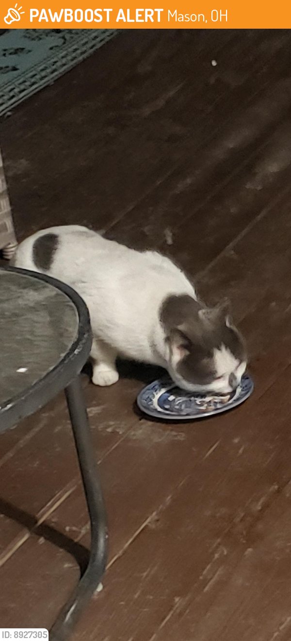 Mason, OH Stray Cat Found Near SocialvilleFoster PawBoost