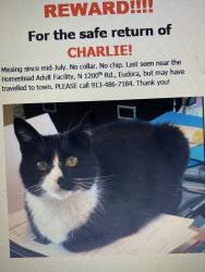 Lost Male Cat last seen 1200th rd, Eudora, KS, Eudora, KS 66025