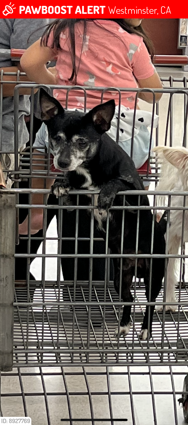 Westminster, CA Lost Male Dog, Snow Is Missing PawBoost