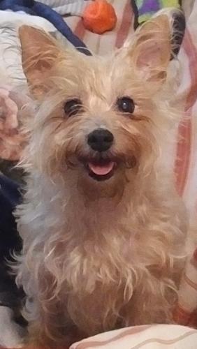 Lost Female Dog last seen Maplewood DR SW connects to a few other roads, Evergreen Pl SW, Greenbrair DR, Debbie Pl, Forest hills Dr SW and highway 53, Calhoun, GA 30701