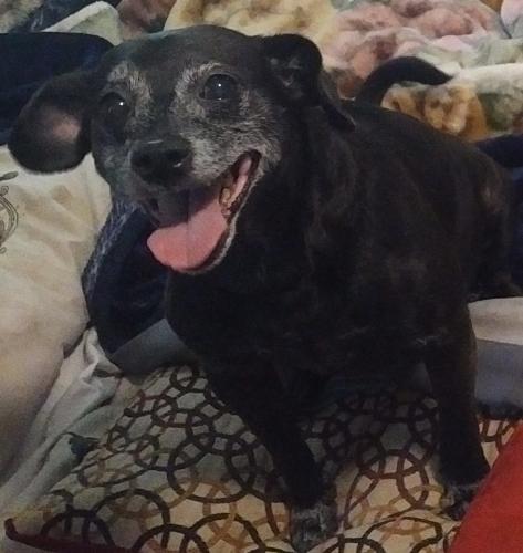 Lost Female Dog last seen Maplewood DR SW connects to a few other roads, Evergreen Pl SW, Greenbrair DR, Debbie Pl, Forest hills Dr SW and highway 53, Calhoun, GA 30701