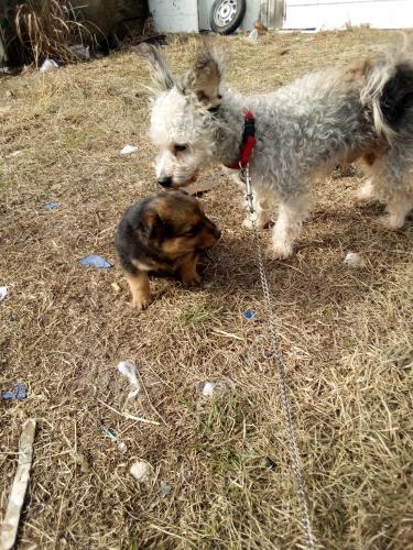 Lost Male Dog last seen Arlen rd And Bradham rd , Clarendon County, SC 29102