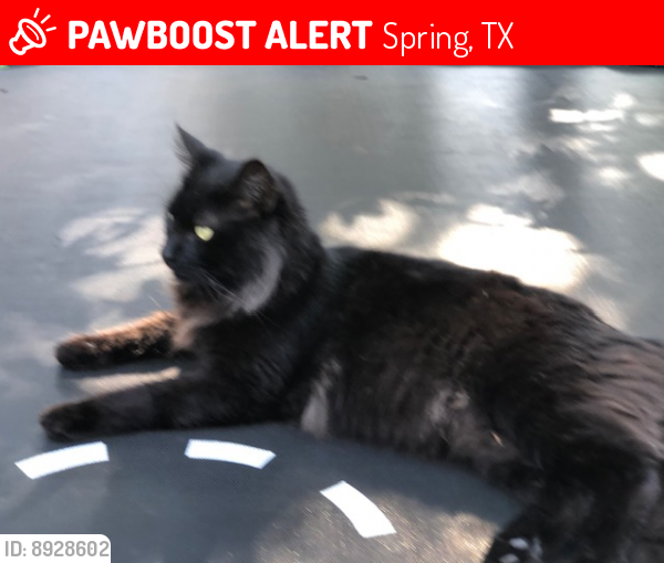 Lost Male Cat last seen Near Bremerton Lane, Spring, TX, Spring, TX 77388