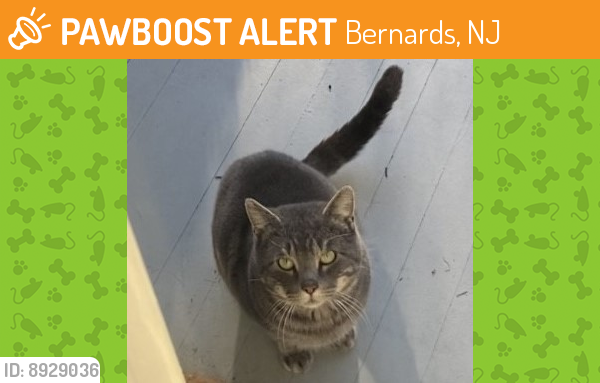 Found/Stray Male Cat last seen Lees Hill Road, Basking Ridge, New Jersey 07920 , Bernards, NJ 07976