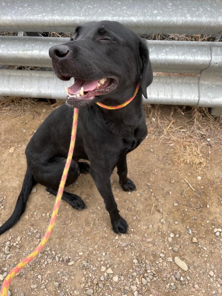 Shelter Stray Female Dog last seen Near Block Nw Bypass, GREAT FALLS, MT, 59405, Great Falls, MT 59401