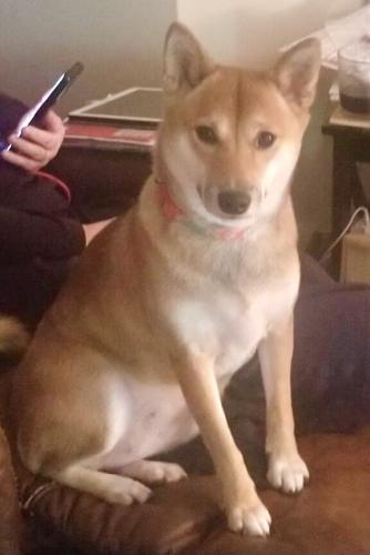 Lost Female Dog last seen Extended stay America , Irmo, SC 29063