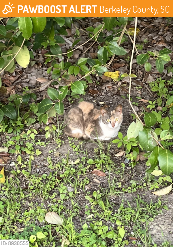 Found/Stray Unknown Cat last seen Near ot Wallace blvd, Berkeley County, SC 29461