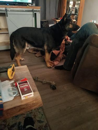 Lost Male Dog last seen Moore Rd and kind hill, Center Township, MO 64504