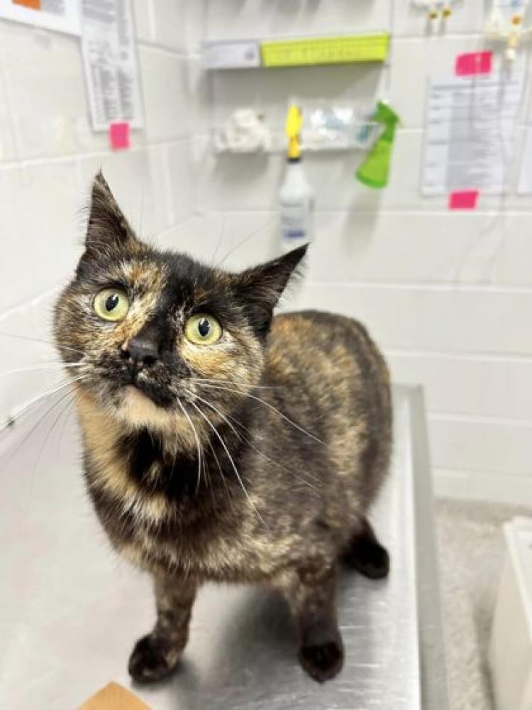 Shelter Stray Female Cat last seen Near Wabash Ave 21215, 21215, MD, Baltimore, MD 21230