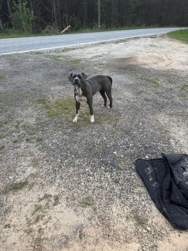 Found/Stray Female Dog last seen Intersection of Jefferson Davis Road and old Milton Road in Mountville, SC, Laurens County, SC 29325